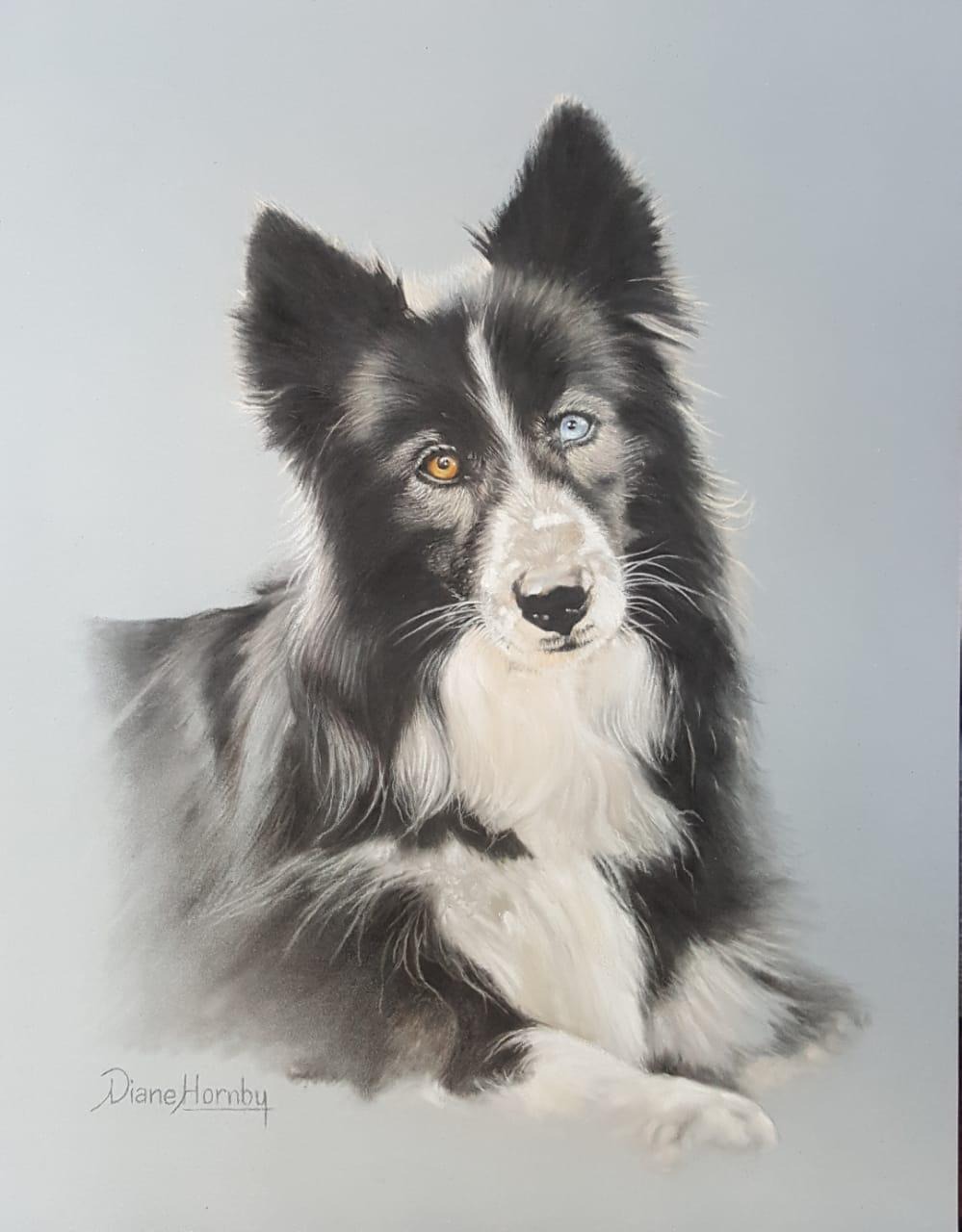 Border Collie portrait with heterochromia