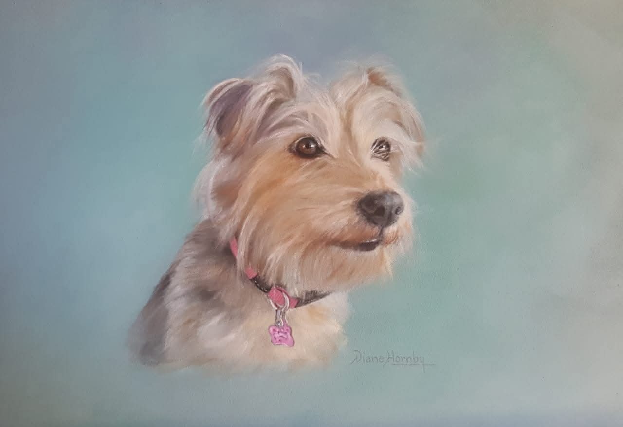Yorkshire Terrier portrait with pink collar