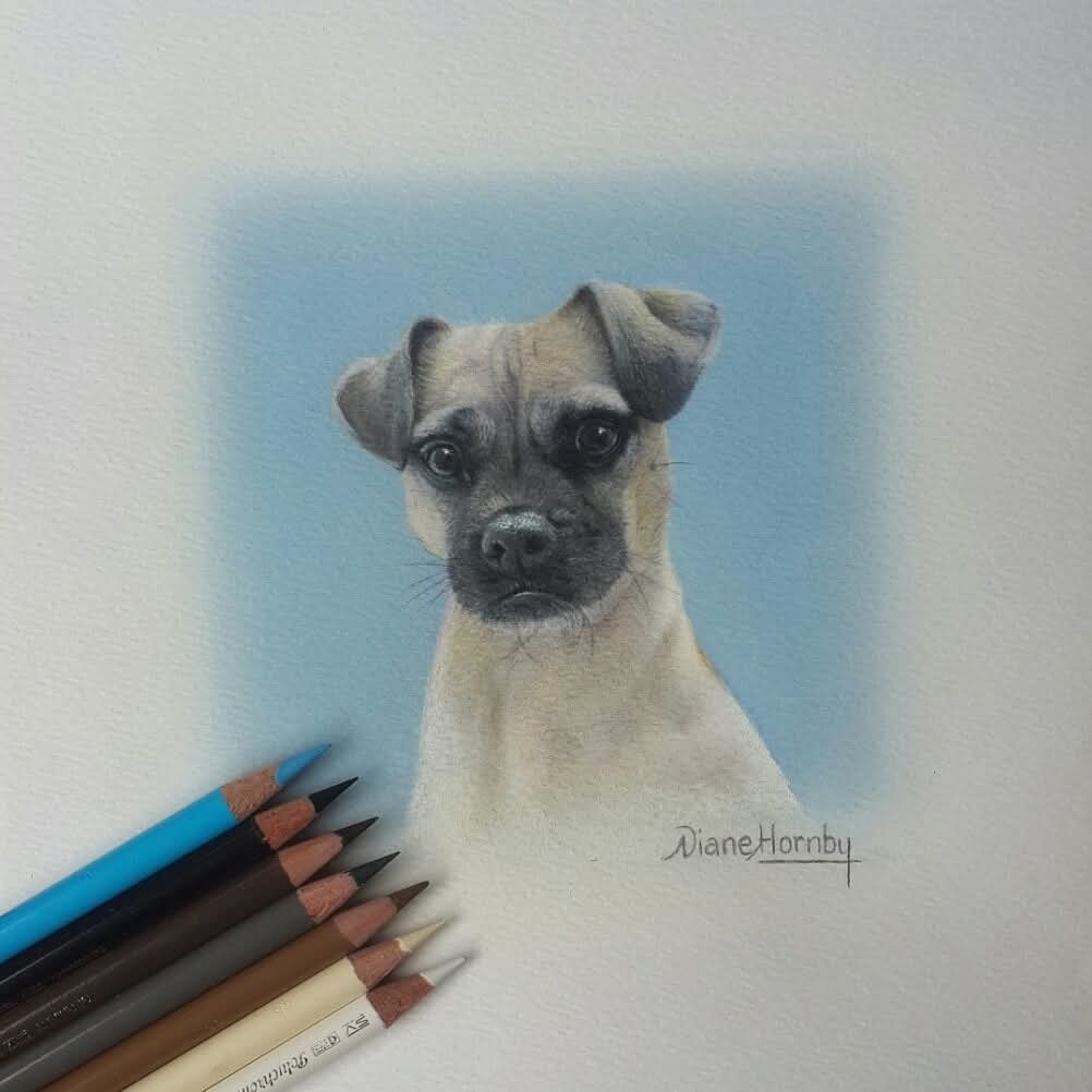 Pug cross puppy portrait in progress