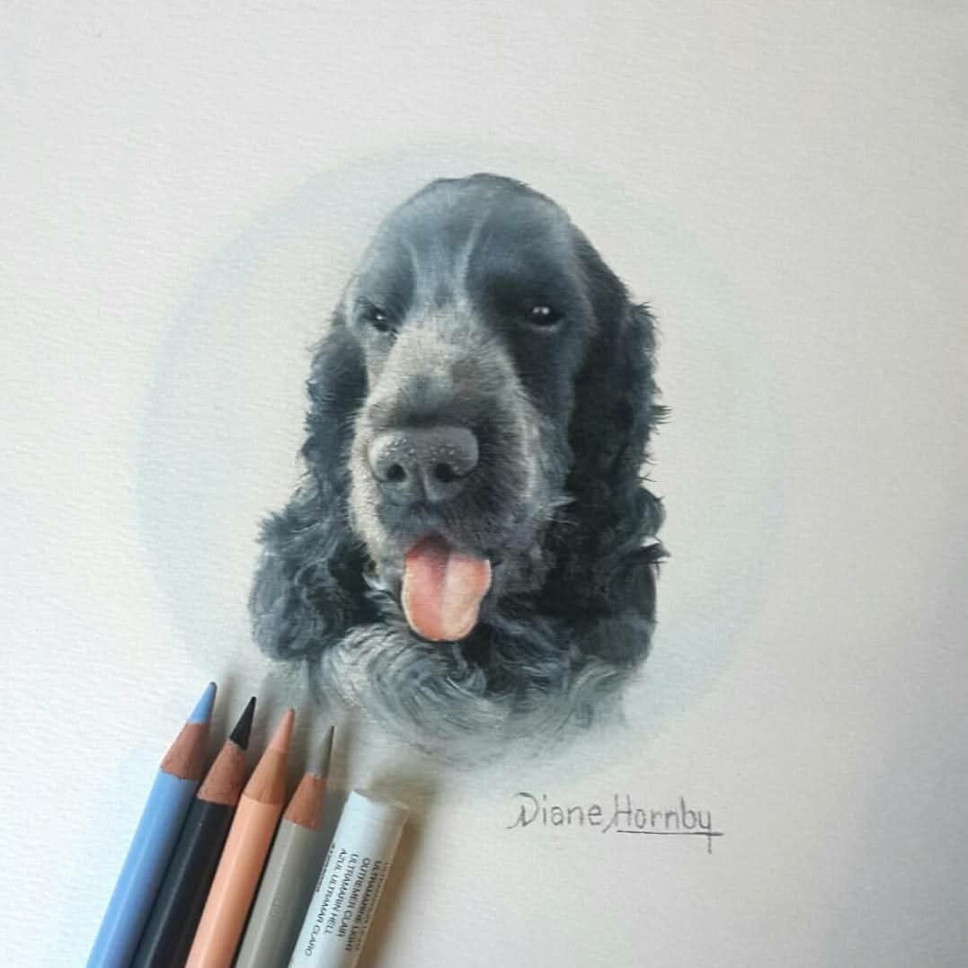 Cocker Spaniel portrait in progress