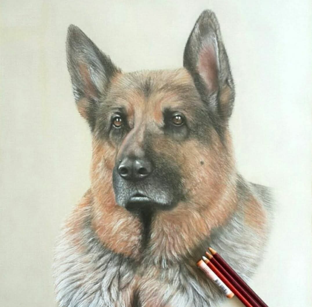 German Shepherd portrait