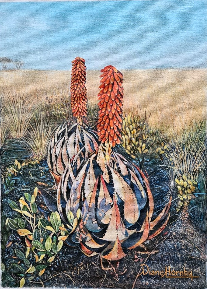 Aloe plants flowering in the veld