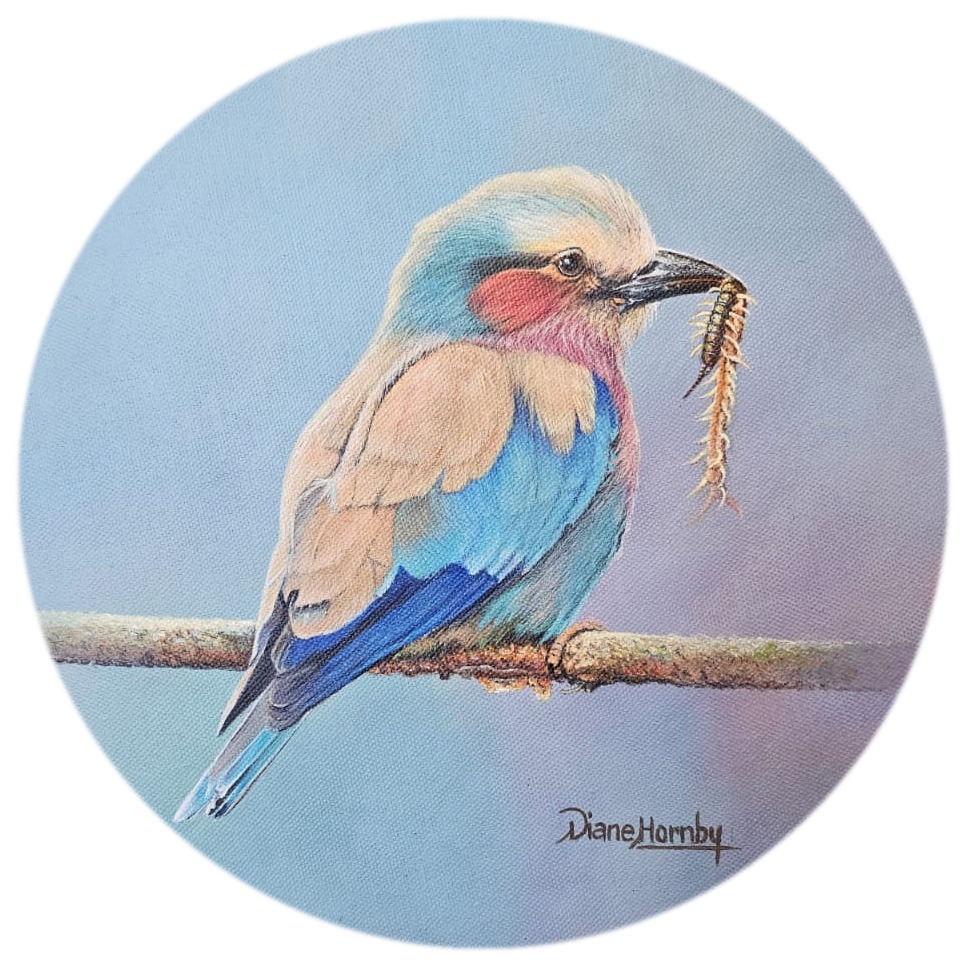 Lilac-breasted roller perched on a branch with an insect