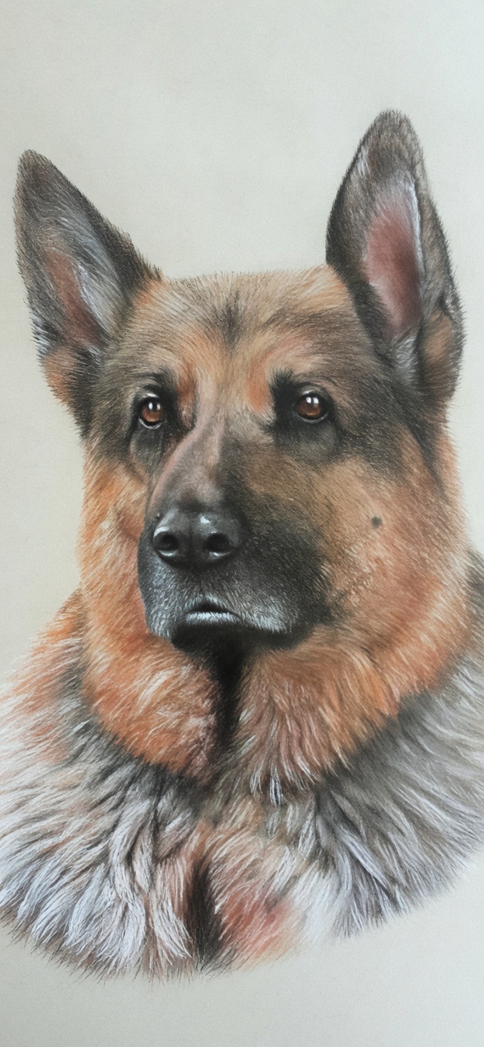 German Shepherd portrait in coloured pencil
