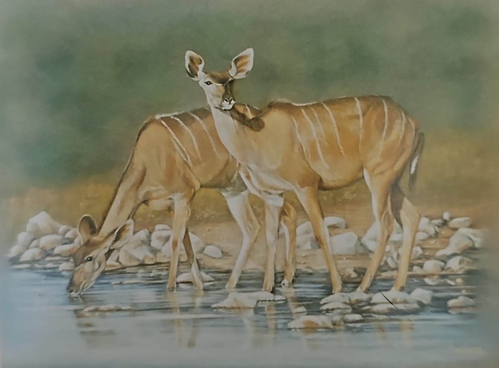 Kudu drinking at a waterhole