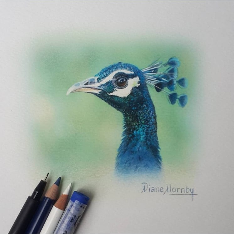 Pencil and pastel portrait of a peacock's head