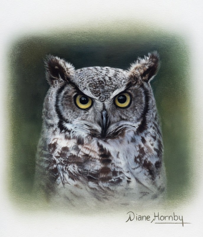Spotted Eagle Owl coloured pencil
