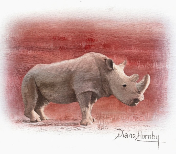 Sudan the white rhino, coloured pencil